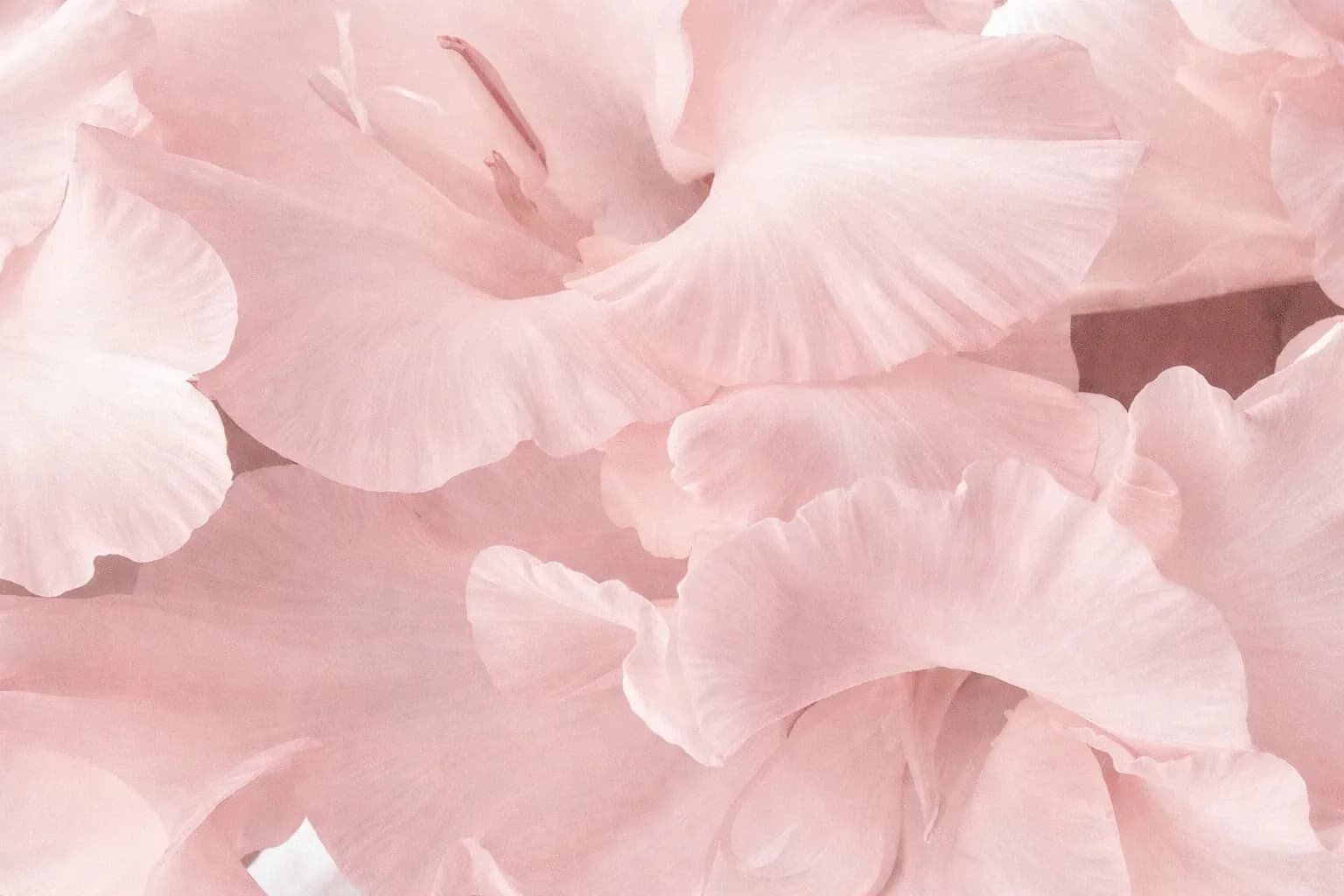 Fundo decorativo